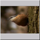 Sitta europaea - Kleiber 01.jpg